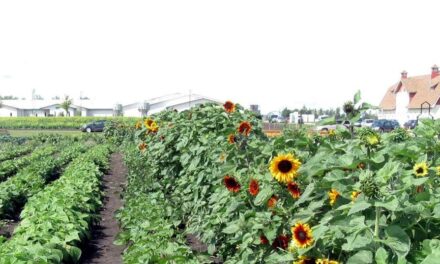 The Gold & Green Community Garden